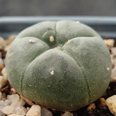 Lophophora williamsii