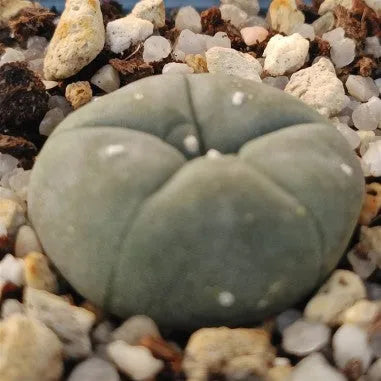 Lophophora williamsii