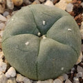 Lophophora williamsii