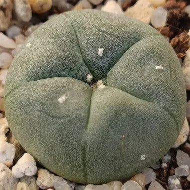 Lophophora williamsii