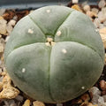 Lophophora williamsii