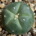 Lophophora williamsii