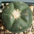 Lophophora williamsii