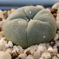 Lophophora williamsii