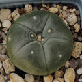 Lophophora williamsii