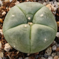 Lophophora williamsii