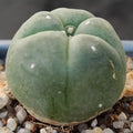 Lophophora williamsii