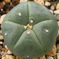 Lophophora williamsii