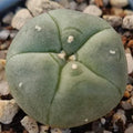 Lophophora williamsii