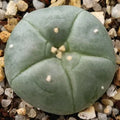 Lophophora williamsii