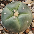 Lophophora williamsii