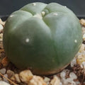 Lophophora williamsii