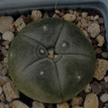 Lophophora williamsii