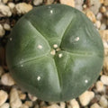 Lophophora williamsii