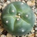 Lophophora williamsii