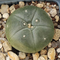 Lophophora williamsii