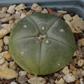 Lophophora williamsii