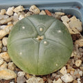 Lophophora williamsii