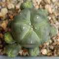 Lophophora williamsii caespitosa