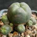 Lophophora williamsii caespitosa