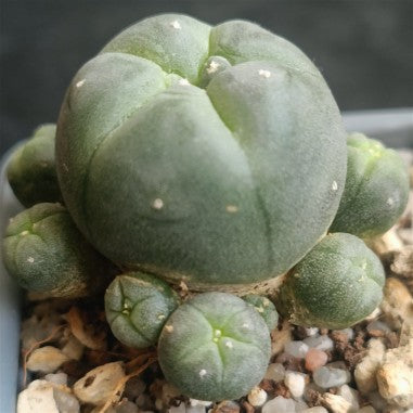 Lophophora williamsii caespitosa