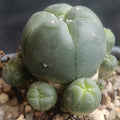 Lophophora williamsii caespitosa
