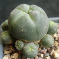 Lophophora williamsii caespitosa