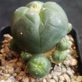 Lophophora williamsii v caespitosa