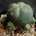 Lophophora williamsii v caespitosa