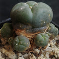 Lophophora williamsii v caespitosa