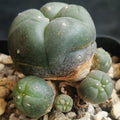 Lophophora williamsii v caespitosa