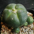 Lophophora williamsii v caespitosa