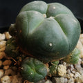 Lophophora williamsii v caespitosa