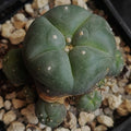 Lophophora williamsii v caespitosa