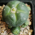 Lophophora williamsii v caespitosa