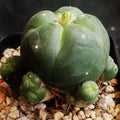 Lophophora williamsii v caespitosa