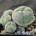 Lophophora williamsii var caespitosa