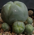 Lophophora williamsii var caespitosa