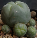 Lophophora williamsii var caespitosa