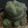 Lophophora williamsii  var caespitosa