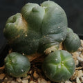 Lophophora williamsii  var caespitosa