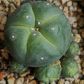 Lophophora williamsii var caespitosa