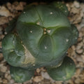 Lophophora williamsii  var caespitosa