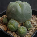 Lophophora williamsii var caespitosa