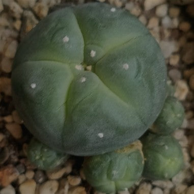 Lophophora williamsii var caespitosa