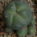 Lophophora williamsii var caespitosa