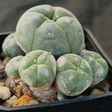 Lophophora williamsii var caespitosa