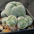Lophophora williamsii var caespitosa