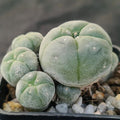 Lophophora williamsii var caespitosa
