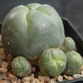 Lophophora williamsii var caespitosa
